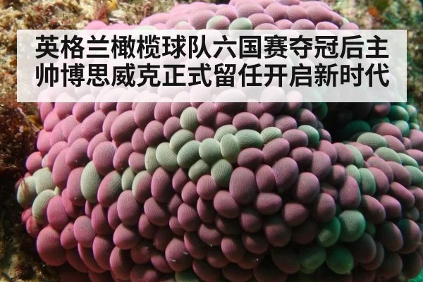 英格兰橄榄球队六国赛夺冠后主帅博思威克正式留任开启新时代